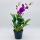 ດອກກ້ວຍໄມ້ Dendrobium potted orchid indoor with buds and foil , desk office , living room , air purifying , ດອກໄມ້ຂຽວຕະຫຼອດປີ