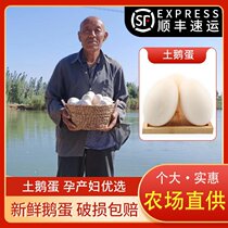 Shunfeng fresh goose eggs pregnant women farmers free-range soil goose eggs authentic specialties 12 large raw goose eggs