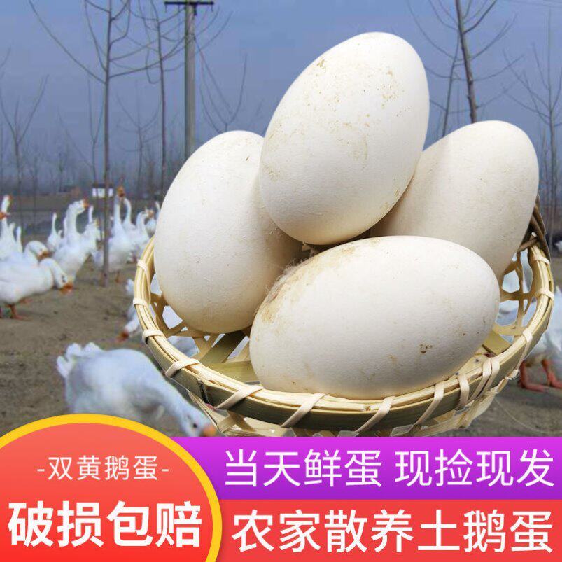 12 authentic goose egg farmers scatter fresh large egg egg pregnant women yellow salty goose egg batch