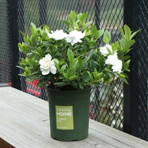  Gardenia fragrant plant desk Indoor green plant flowers