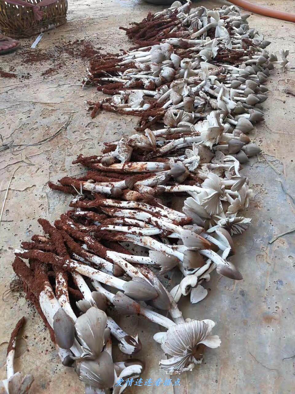 Chicken fir fungus seed chicken fir fungus planting indoor wild chicken fir fungus breeder chicken seed fungus artificial planting package original seed