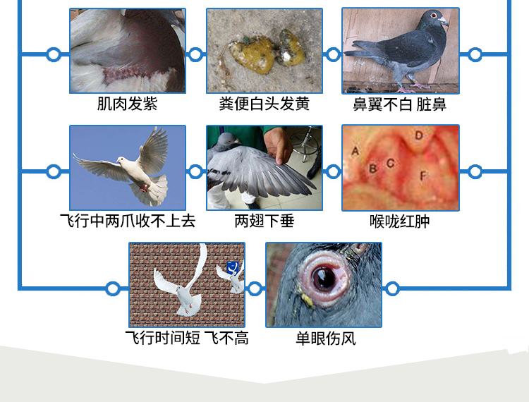 Chim bồ câu Tianpeng y học chim bồ câu Daquan thư chim bồ câu đua chim bồ câu sống vi khuẩn vua điều hòa đường ruột cung cấp sức khỏe cung cấp - Chim & Chăm sóc chim Supplies thức ăn chim cút