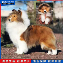 北京犬舍纯种喜乐蒂牧羊犬赛级血统喜乐蒂幼犬苏格兰牧羊犬苏牧1