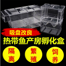 Aquarium Guppy breeder box Small tropical fish seedling incubation box Caixia phoenix tail betta isolation box