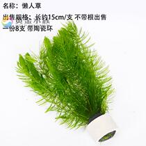 ~ Centipede grass Lazy water grass Golden fish algae Tropical fish tank landscaping shrimp tank Grass tank Lazy grass easy to raise and live~