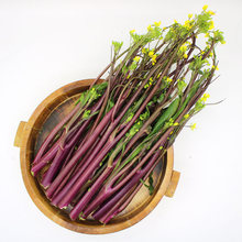 新鲜红油紫色菜苔5斤湖北菜苔