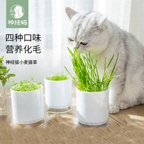 Nerve Cat Wheat Cat Grass Cat Mint Soilless Hydroponic Potted Planting Set Spitting Hair Ball Seed Cat Snack