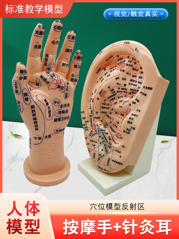 丰帆 耳朵模型23CM带底座 按摩手20CM 反射区 刻字耳针灸穴位模型