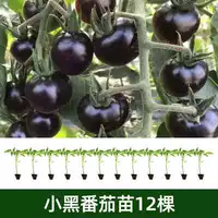 12 небольших саженцев черных томатов (не отправляются в три северо-восточные провинции + Внутренняя Монголия)