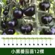 12 небольших саженцев черных томатов (не отправляются в три северо-восточные провинции + Внутренняя Монголия)