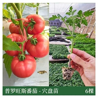 6 саженцев томатов Прованс (не поставляются в три северо-восточные провинции + Внутренняя Монголия)