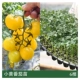 6 маленьких саженцев желтых томатов (не отправляются в три северо-восточные провинции + Внутреннюю Монголию)
