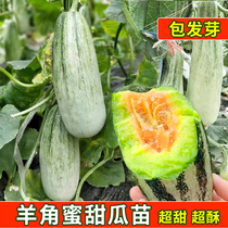 Goat honey seed Rock Sugar melon seed Four Seasons fruit seed Emerald Cantaloupe seedlings dense early maturity and high yield Spring