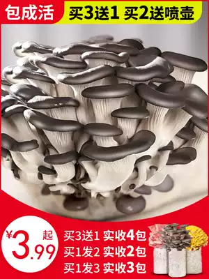 Mushroom fungus Pleurotus Mushroom Mushroom mushroom planting bacteria package edible home seed self-growing fungus stick box wholesale diy