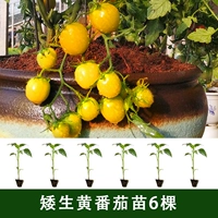 6 саженцев карликовых желтых томатов (не поставляются в три северо-восточные провинции + Внутреннюю Монголию)