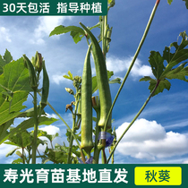 Okra seedlings four seasons potted yellow and red okra specialty vegetable seedlings in large quantities