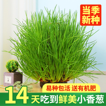 Onion seeds shallots seeds chives vegetable seedlings potted onion seeds four seasons shallots seeds fire onions red onions balcony