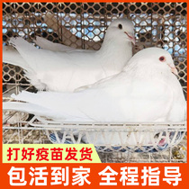 Pigeon live a pair of pet birds original live pigeon racing pigeon viewing pigeon seedlings live pigeon breeding