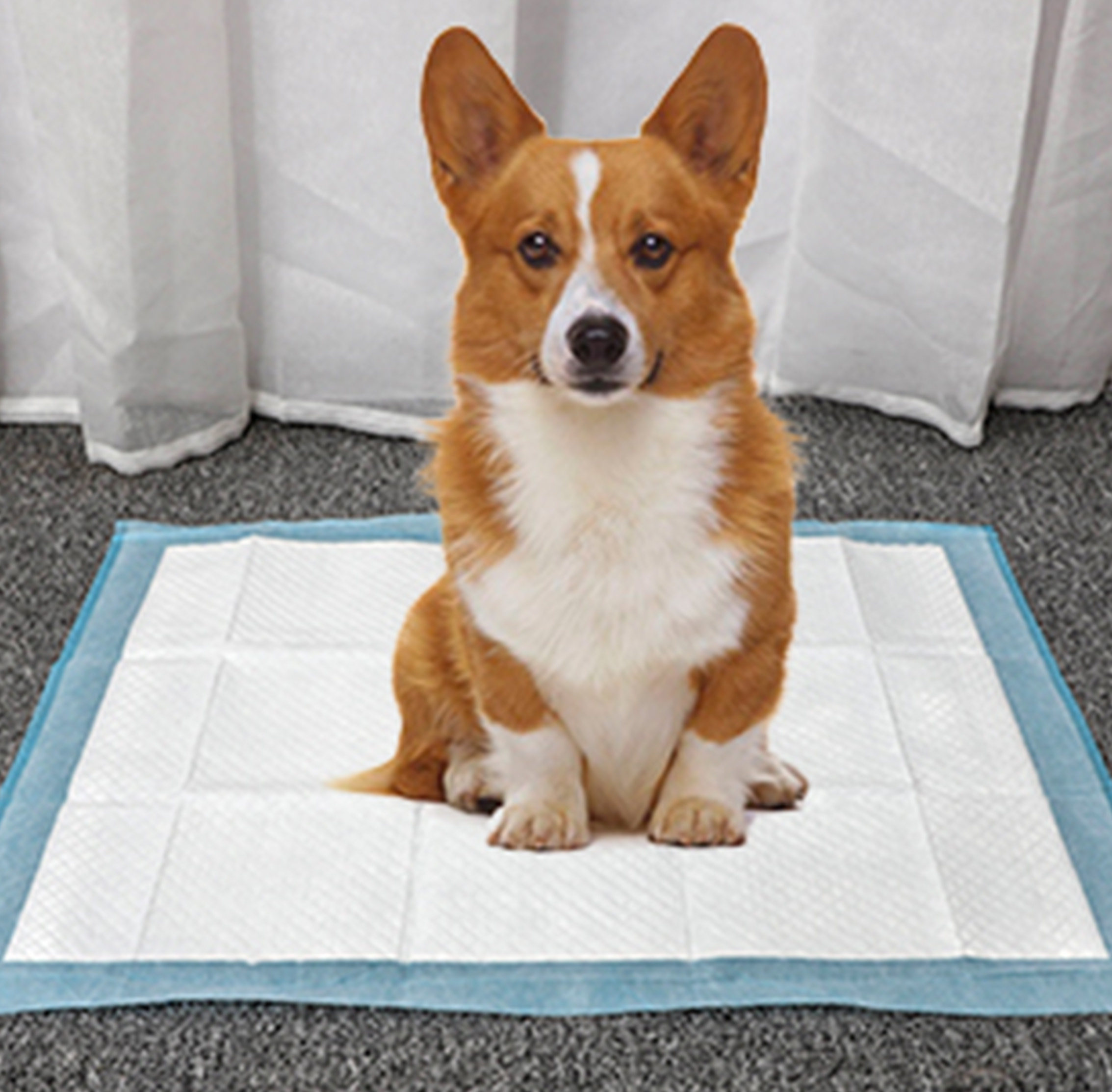 Dog diapers diapers diapers golden fur large medium thick deodorant diapers teddy dog absorbent urine pad pet supplies