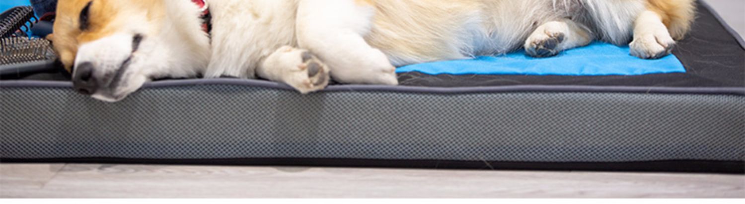 GiGwi đắt tiền cho thú cưng chải lông chó chải mèo chải tóc chải tóc chải tóc - Cat / Dog Beauty & Cleaning Supplies 	găng tay chải lông chó	