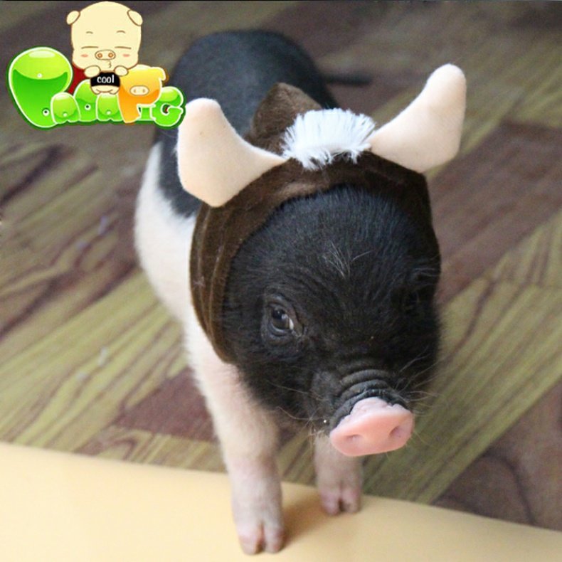 Biga lợn cửa hàng siêu thú cưng thú cưng nhỏ lợn cưỡi quần áo lợn lợn trang phục lợn nhỏ Xiang lợn biến quần áo - Quần áo & phụ kiện thú cưng quần áo chó poodle
