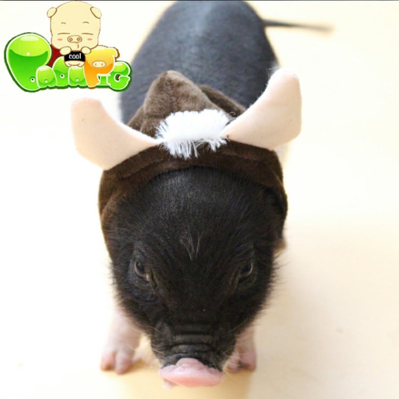 Biga lợn cửa hàng siêu thú cưng thú cưng nhỏ lợn cưỡi quần áo lợn lợn trang phục lợn nhỏ Xiang lợn biến quần áo - Quần áo & phụ kiện thú cưng quần áo chó poodle
