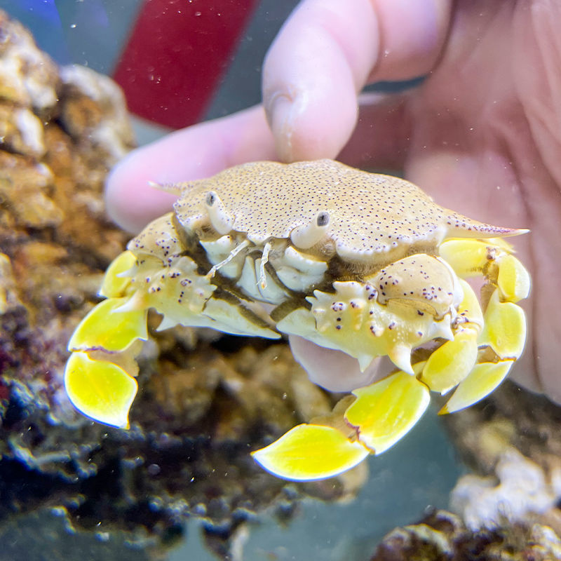 走进家庭的海洋微缩景观——韵海超薄海水缸