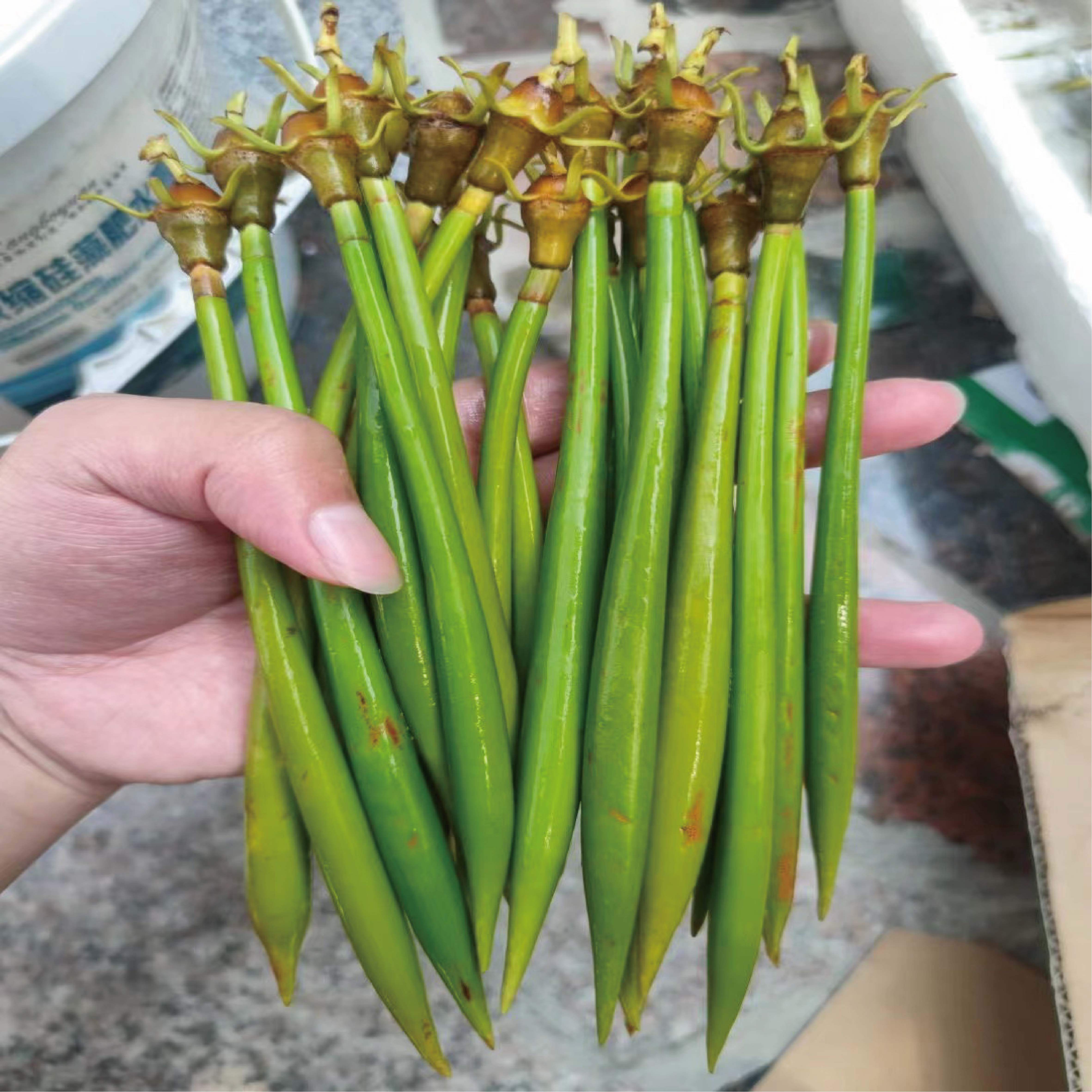 秋茄红树苗&木榄苗:打造梦幻海缸的水质守护神🌿🌊-生态瓶-淘宝百科网