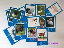 Promotion Poultry Animals pictures Children early education Cognitive Cards Common Livestock Cards Kindergarten Puzzle Aids Cards