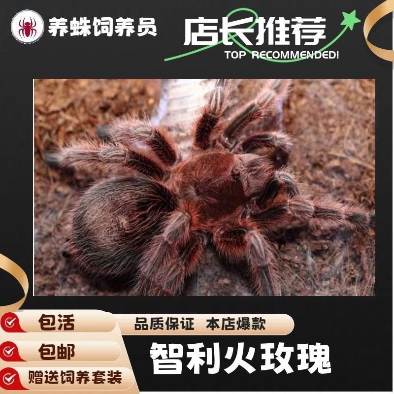 🔥纯种火玫瑰蜘蛛来袭！智利红玫瑰蜘蛛无毒宠物，另类爬宠新宠儿