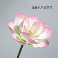 Светло -розовый цвет лотос