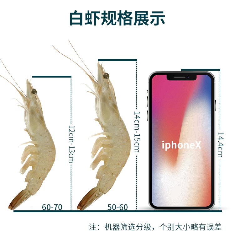 海买 原装进口 厄瓜多尔白虾  净重2.8斤  4.9高评 图6