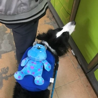 Улучшенная версия Sulwin