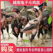 Chicken Bucket Young Chicken Pure Vietnamese Devil Bucket Rocket Large Adult Live Aid Technology