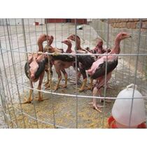 2 pounds of chicken fighting chicken cock - fighting live chicken breeding technology Vietnam pure adult cockfighting