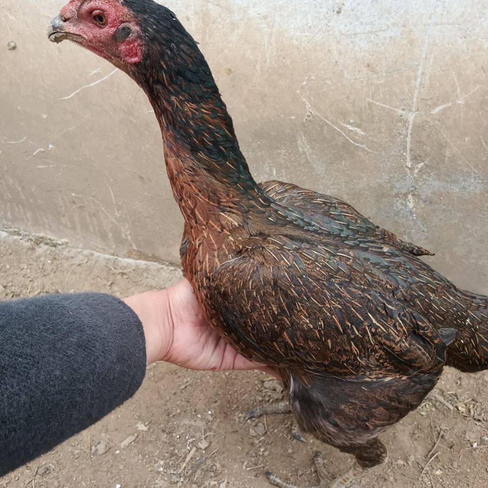 The Cockfighting Hens Vietnamese Mother Fighting Chicken Rooster Rooster Rooster Rooster