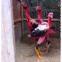 Chicken fighting adult young cockfighting Vietnam pure ghost Vietnamese ghost Gasha adult Thai cockfighting