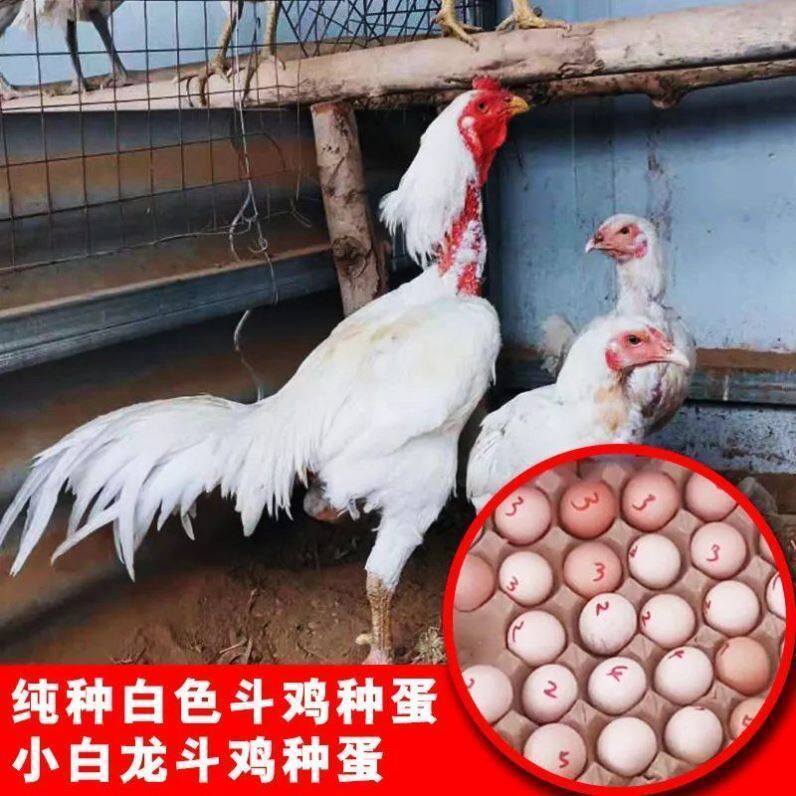 Pure white cockfighting eggs small white dragon cocktail eggs can hatch Vietnamese bucket Thai sword-tail eggs