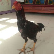 Middle-adult chicken fighting live ghost cockfighting live express delivery adult chicken live chicken fighting chicken