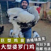 Watch chicken chicken giant chicken live chicken largely Brahman chicken young chicken with hair fake bag on the leg