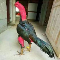 Egg fighting eggs can hatch fertilized eggs pure Vietnamese ghost cockfighter in the original 10