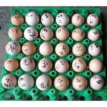 Egg fighting pure Vietnamese chicken fighting egg race with ghost hatching chicken cock fertilized egg