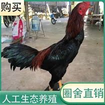 Cock fighting live Vietnam pure ghost adult cockfighting in Myanmar youth cockfighting pet live