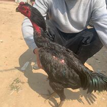 Pure-grown-salad cockfighting live Vietnamese ghost chicken adult chicken Thai cockfighting live