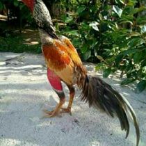 The fertilized eggs of the king of Azer Filipino cockfighting in Burma are hatchable