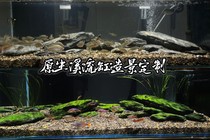 Native stream tank landscaping schist stream stone shrimp and tiger landscaping three lakes landscaping fish tank landscaping pebble shale