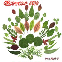 Natural dry leaves real leaves specimens handmade DIY decorative materials kindergarten stickers primary school students creative production