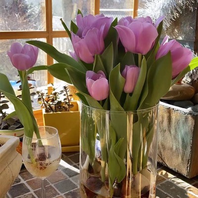 (Special prices 15 - 20 ) soil and soil peulic tulip balls flower potted flower plant living room green plant