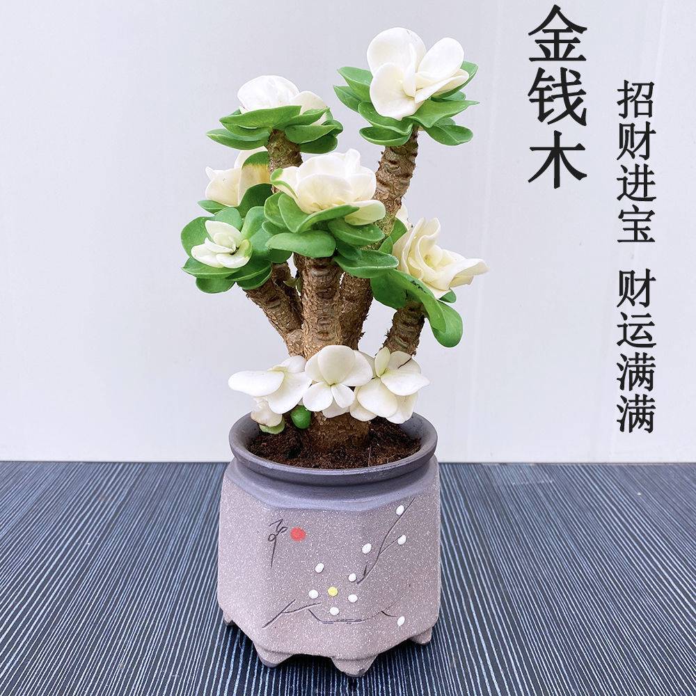 Money Woodwood Pile Multi-meat plant potty indoor green floral living room desktop radiation-proof lazy pot view