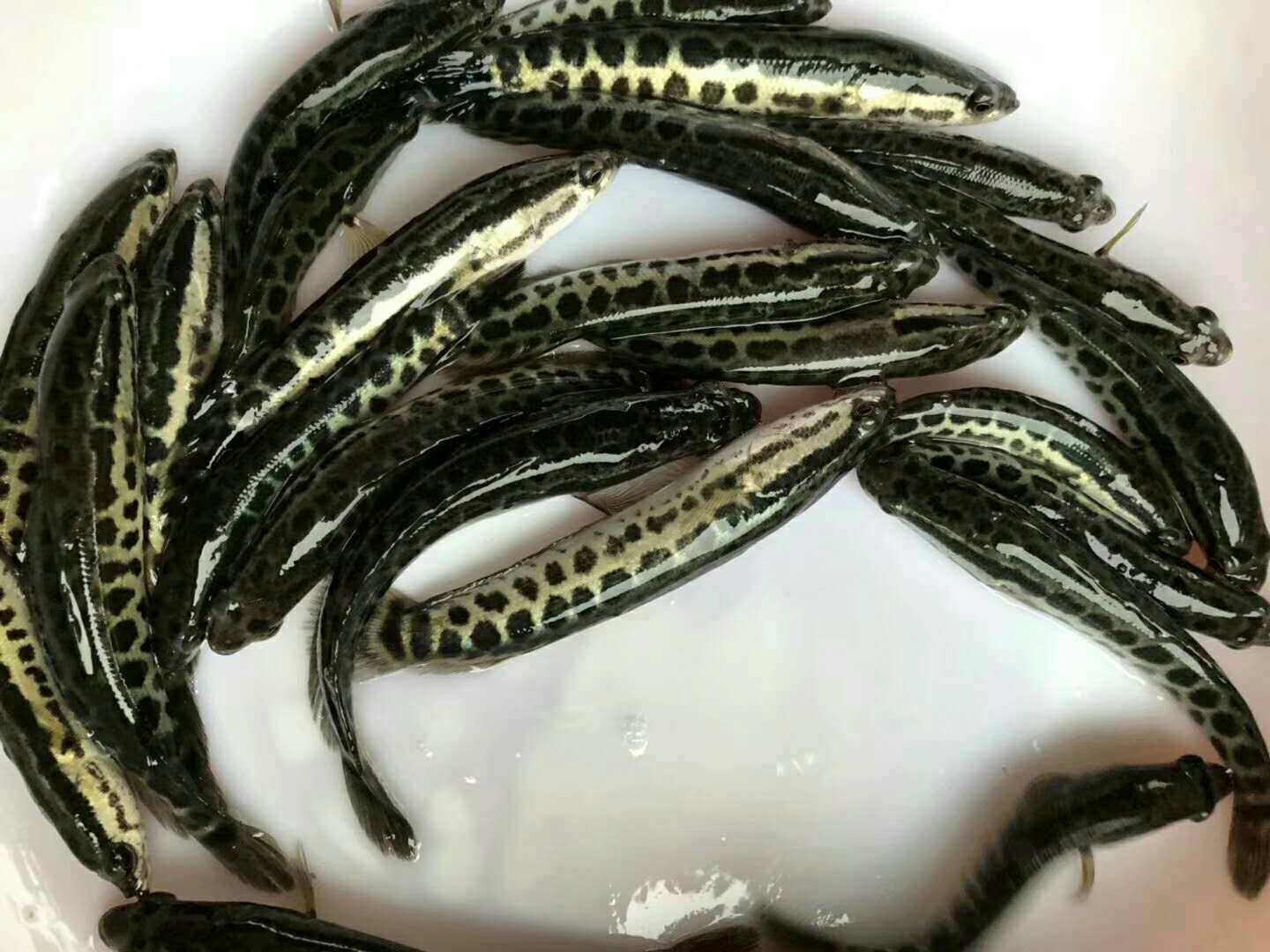 大规格杂交黑鱼苗:乌鱼生鱼观赏鱼斑鱼,养鱼新手也能轻松驾驭的淡水鱼苗!-鱼-淘宝好物网